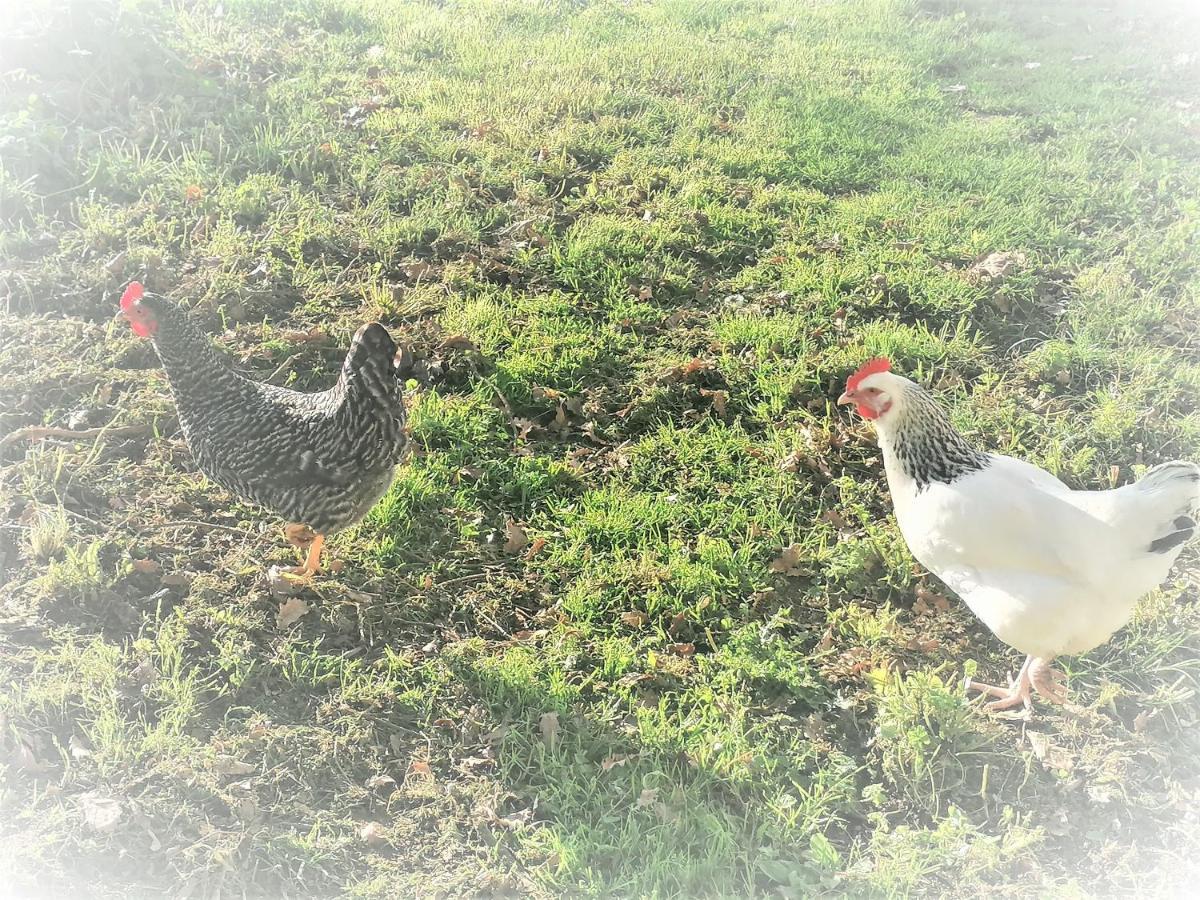 Guillac  Domaine De Gaia, Piscine, Petanque, Ping Pong, Proche Saint-Emilion Bed & Breakfast エクステリア 写真